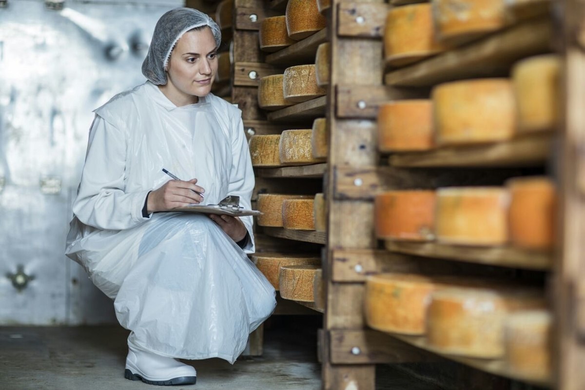 1200px Klein River Cheese cheese maturing inspection